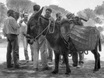 48 burro